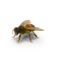 Bee Pose PNG & PSD Images