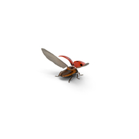 Flying Ladybug with Fur PNG & PSD Images