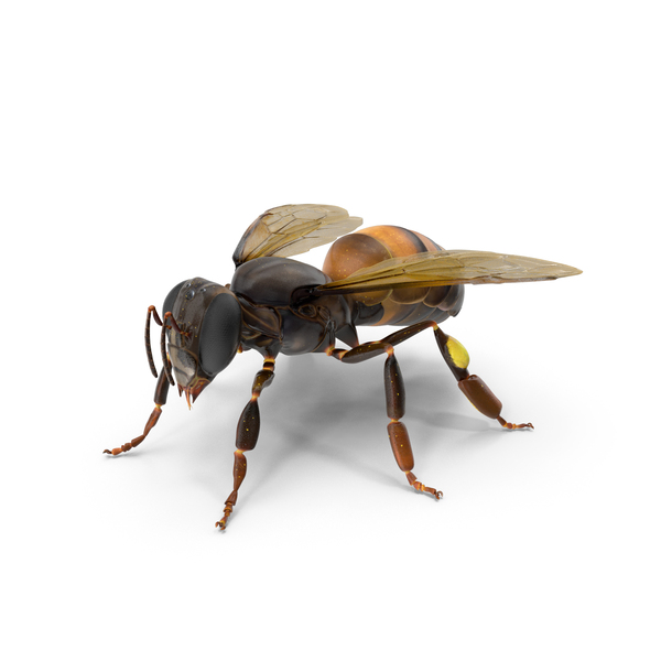 Honey Bee PNG & PSD Images