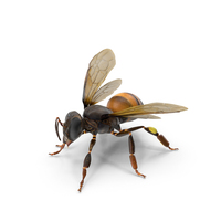 Honey Bee Pose PNG & PSD Images