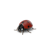 LadyBug with Fur PNG & PSD Images