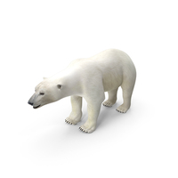 Polar Bear with Fur PNG & PSD Images