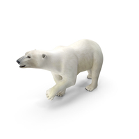 Polar Bear with Fur Pose PNG & PSD Images