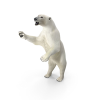 Polar Bear with Fur Pose PNG & PSD Images