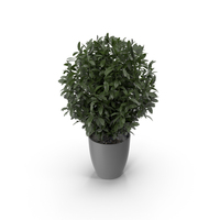 Green Bush In Pot PNG & PSD Images