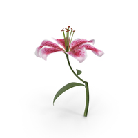Pink Lily PNG & PSD Images