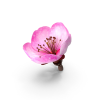 Sakura Pink Flower PNG & PSD Images