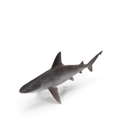Sandbar Shark PNG & PSD Images