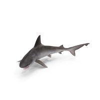 Sandbar Shark Pose PNG & PSD Images