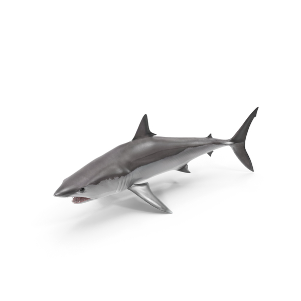 Shortfin Mako Shark Pose PNG & PSD Images