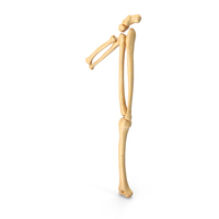 Halloween Bones Number 1 PNG & PSD Images