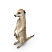 Meerkat Sitting Pose PNG & PSD Images