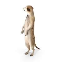 Meerkat Standing Pose PNG & PSD Images