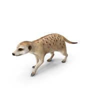 Meerkat Walking Pose PNG & PSD Images