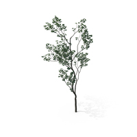 Green Tree PNG & PSD Images
