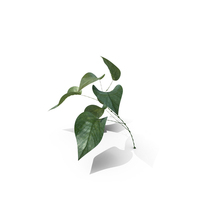 Green Branch PNG & PSD Images