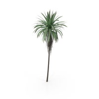 Palm with Green and Dead Leaves PNG & PSD Images