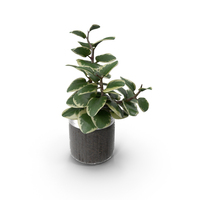 Potted Money Plant PNG & PSD Images