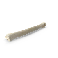 Domestic Cat Metacarpal Phalanx Bone PNG & PSD Images