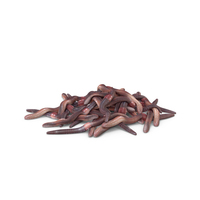 Earthworms PNG & PSD Images