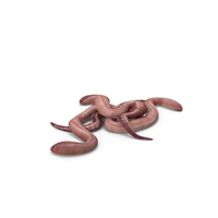 Earthworms PNG & PSD Images