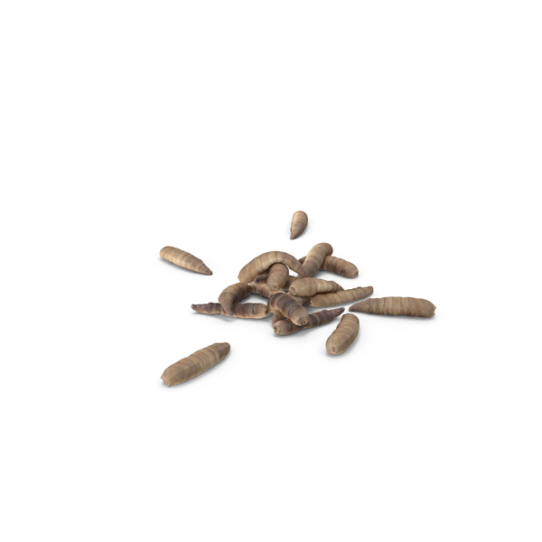Maggots PNG & PSD Images