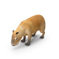 Capybara Eating Pose PNG & PSD Images