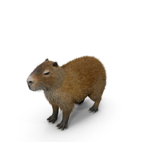 Capybara Fur PNG & PSD Images