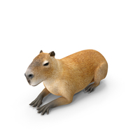 Capybara Lying Pose PNG & PSD Images