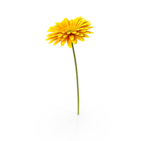 Yellow Gerbera Flower PNG & PSD Images
