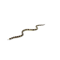 California Kingsnake PNG & PSD Images