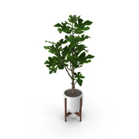 Potted Ficus PNG & PSD Images