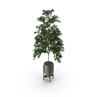 Potted Tree PNG & PSD Images