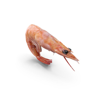 Red Shrimp PNG & PSD Images