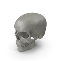 Fossilized Human Skull PNG & PSD Images
