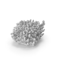 White Coral PNG & PSD Images