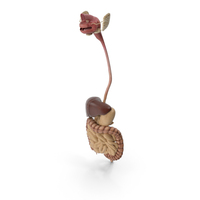 Realistic Digestive System Human Male Anatomy PNG & PSD Images