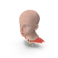 Girl Head Anatomy PNG & PSD Images