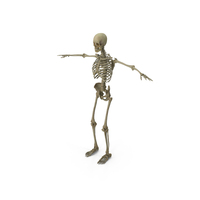 Realistic Complete Skeletal System Human Anatomy PNG & PSD Images