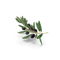Olive Branch with Black Olives PNG & PSD Images