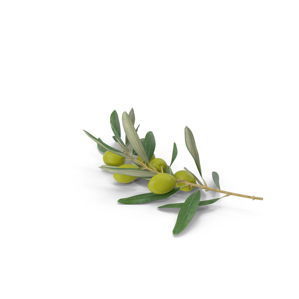 real olive tree branch