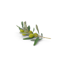 Olive Branch with Green Olives Lying PNG & PSD Images