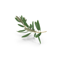 Olive Tree Branch No Olives PNG & PSD Images