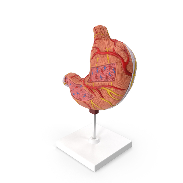 Stomach Medical Model PNG & PSD Images
