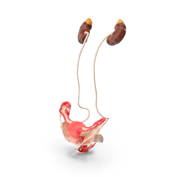 Girl Urogenital System PNG & PSD Images