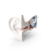 Inner Ear PNG & PSD Images