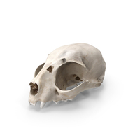 Domestic Cat Skull With Bullet Wound PNG & PSD Images