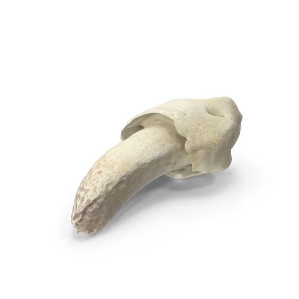 Domestic Dog Nail Bone PNG & PSD Images