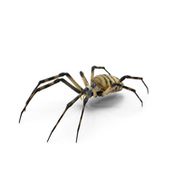 Argiope Trifasciata Spider PNG & PSD Images