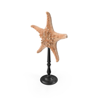 GRAND STARFISH ON STAND PNG & PSD Images